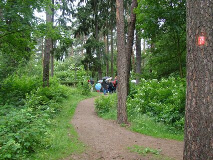 Waldweg