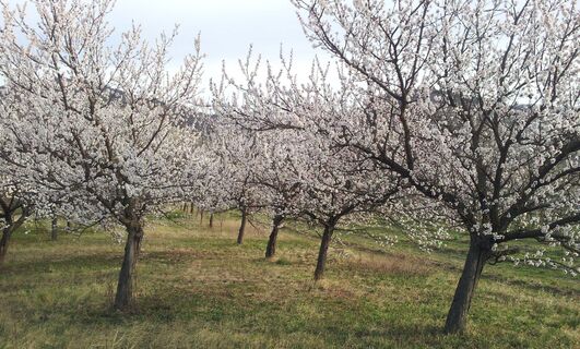 Blühende Marillenbäume in der Wachau