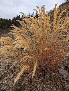 Fotografija s spletne strani Anne be na poti