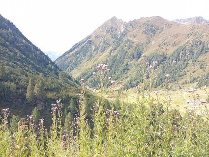Fotografija s spletne strani olivo na poti