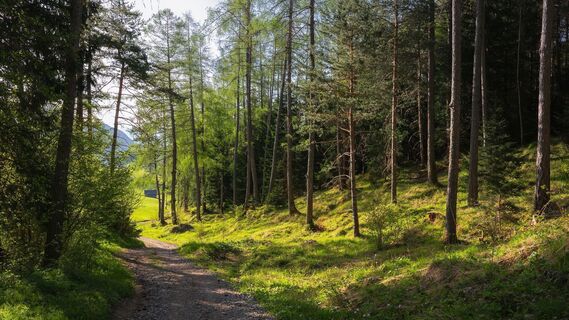 Reith Wiesenweg im Frühling - Weg durch den Wald mit Wiese in der Distanz.jpg
