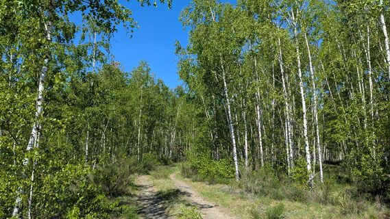 Fotografia z hochlandfamilie na trase
