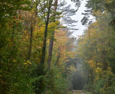 achenberg-waldweg-im-herbst