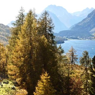 Von der Alp Petpreir Richtung Maloja