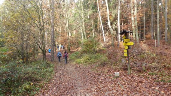 Buchkogel Bildföhre