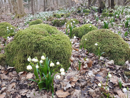 Märzenbecher direkt am Wanderweg