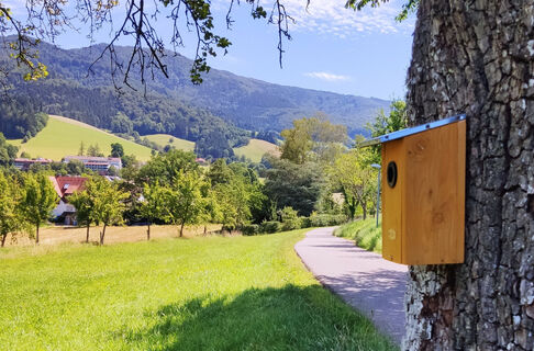In der Kandelstraße - Blick in das Oberglottertal (Rehaklinik Glotterbad).