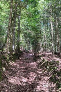 Hohlweg