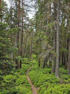 Fotografia z Noreen (NoKe) na trase