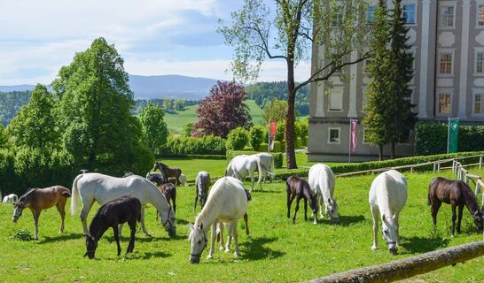 Stuten mit Fohlen im Lipizzanergestüt Piber