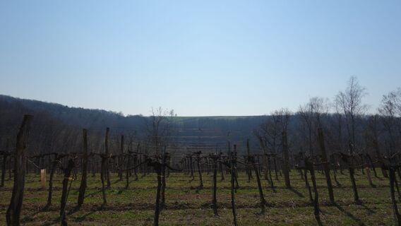 Blick zum Weinberg mit der