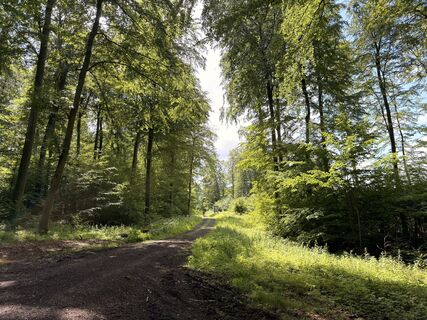 Photo de Dr. Rike Maurer le long du parcours