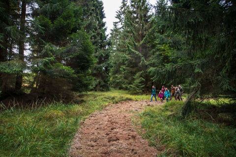 Wandern durch die Fichtenklumpse