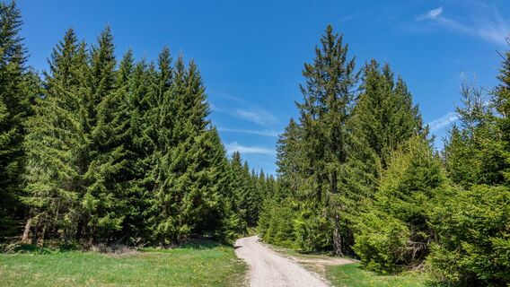 Wanderung zur Schlossbergkanzel bei Oberhof und Lütschetalsperre