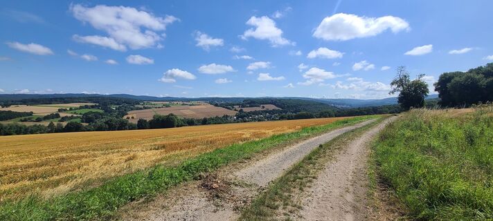 Foto von Wolf entlang der Tour