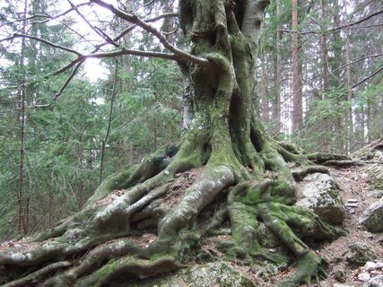 Schöckl von St. Radegund aus