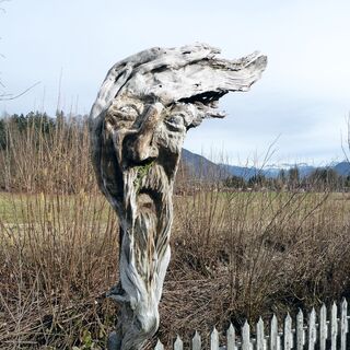 Der Wurzelgeist am Weg nach St. Wolfgang spielt mit dem Wind.