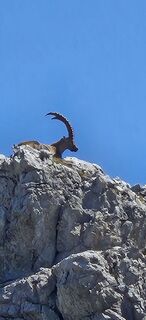 Foto de Alfin a lo largo del recorrido