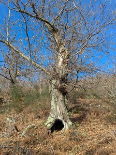Fotó a Flavio Scollo honlapról a túra során