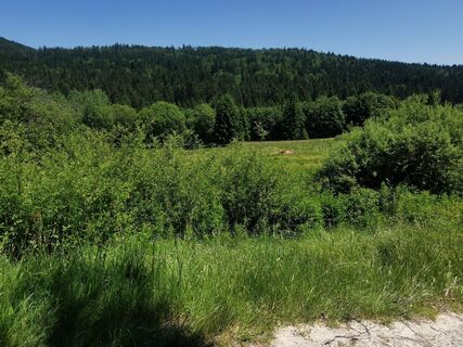 Foto von Waldläufer entlang der Tour