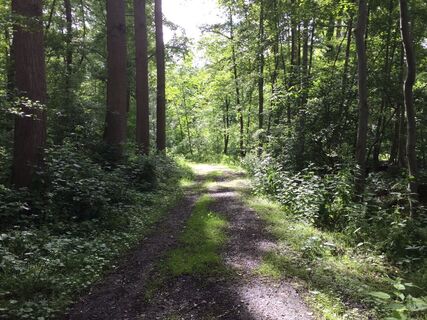 Waldweg im Höngener und Saeffelener Bruch