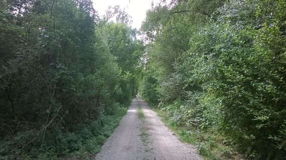 Durchs Moos