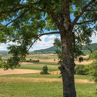 Löhningen_Baum_Landschaft_Juli