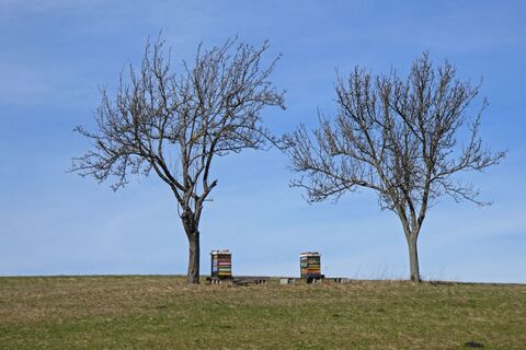 Weidlingbach - Steinriegl – Windischhütte