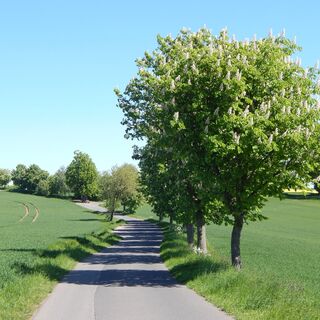 Blick zur Pfarrlinde