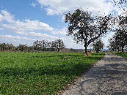 Streuobstwiese