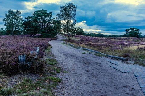 Westruper Heide - Heidekraut