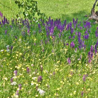 Orchideenwiese in Lichtenhain
