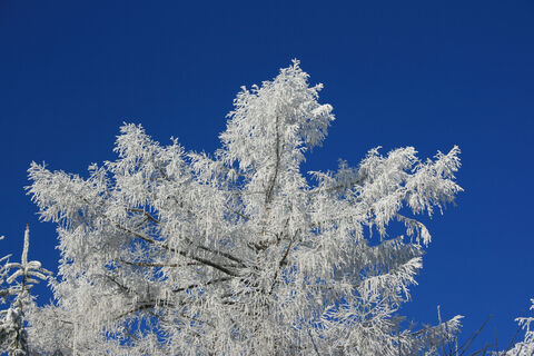 Es hat geschneit auf dem Brandenkopf