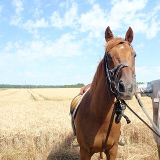 Pferd auf den Feldern des Vexin
