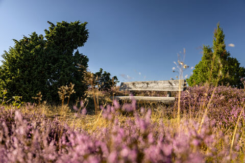 Heideblüte Traumpfad Wacholderweg