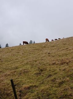 Foto von Schaengemann entlang der Tour