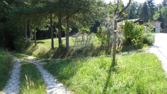 Attendorfberg Forstweg zum Lonkesgraben
