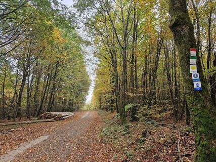 Unterwegs im Buchenwald