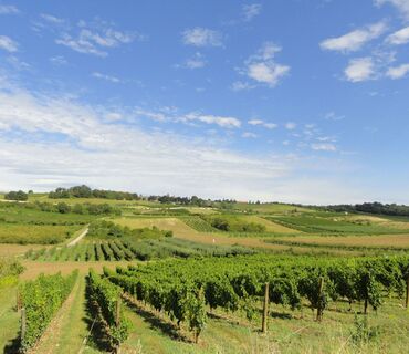 Weinberge der Côteaux du Lyonnais