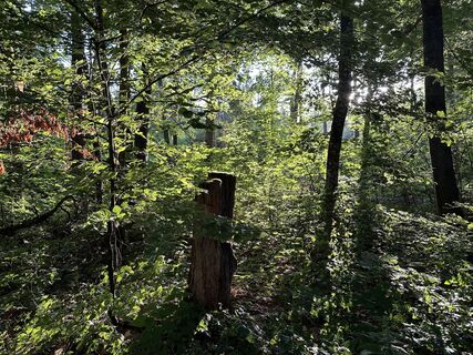 Foto de justasimpleguy a lo largo del recorrido