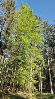 Foto von velisabeth entlang der Tour