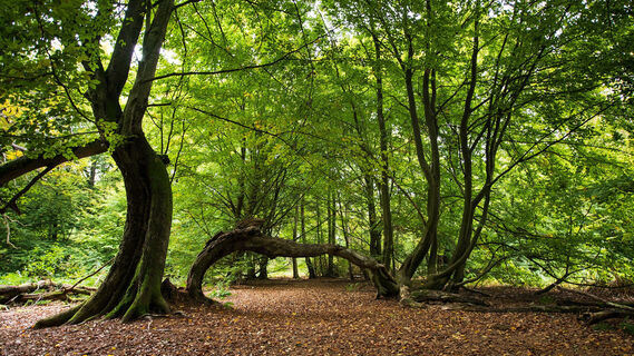 Buche mit Schlangenast Urwald Sababurg