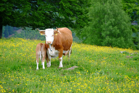 Kühe auf Weide