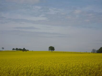 Blick vom Rosenbuschweg zum Odfeld
