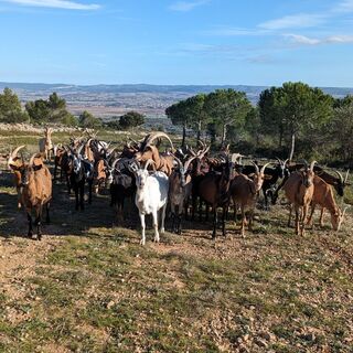 Oppidum de la Ramasse 9 © Gilles Delerue