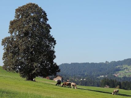 Wandern in Langenegg