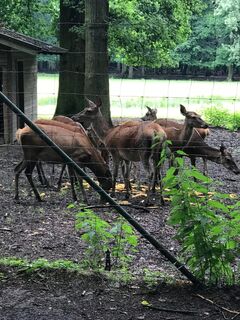 Hirsche im Wildpark