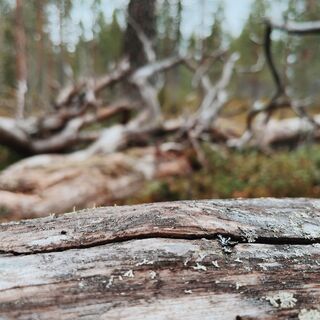 Der Pfad führt durch einen alten Wald mit vielen schönen Kelo-Bäumen.