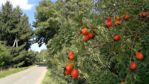 Von Köthnitz zu den Wolcheteichen