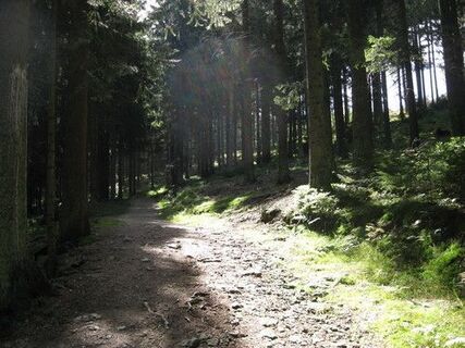 Waldweg beim Pröller